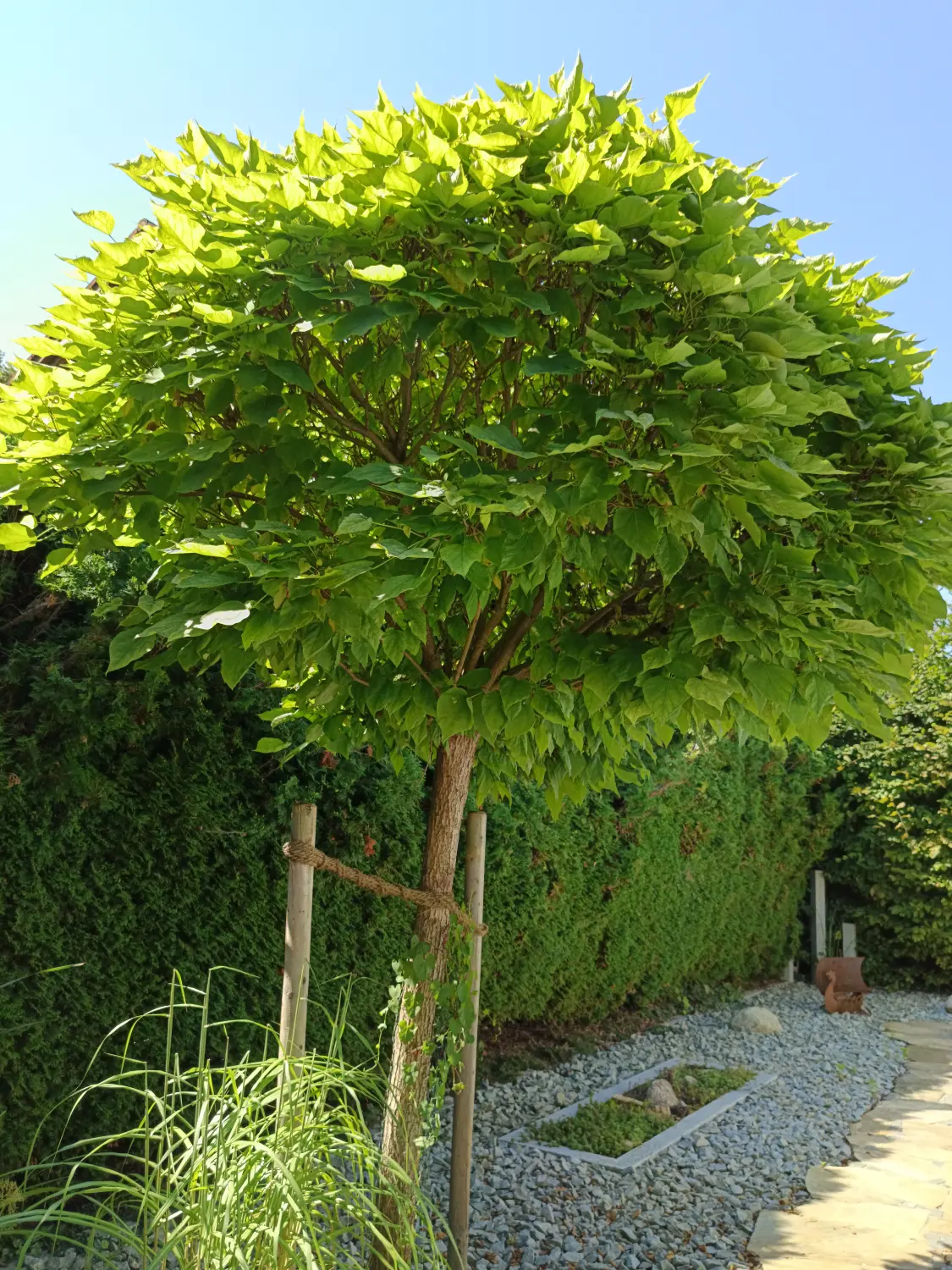 Gartenbereich von Martina International