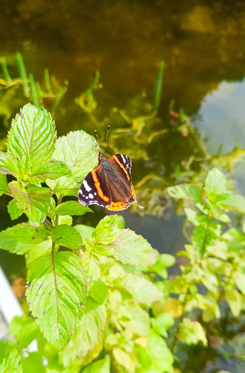 Gartenbereich von Martina International