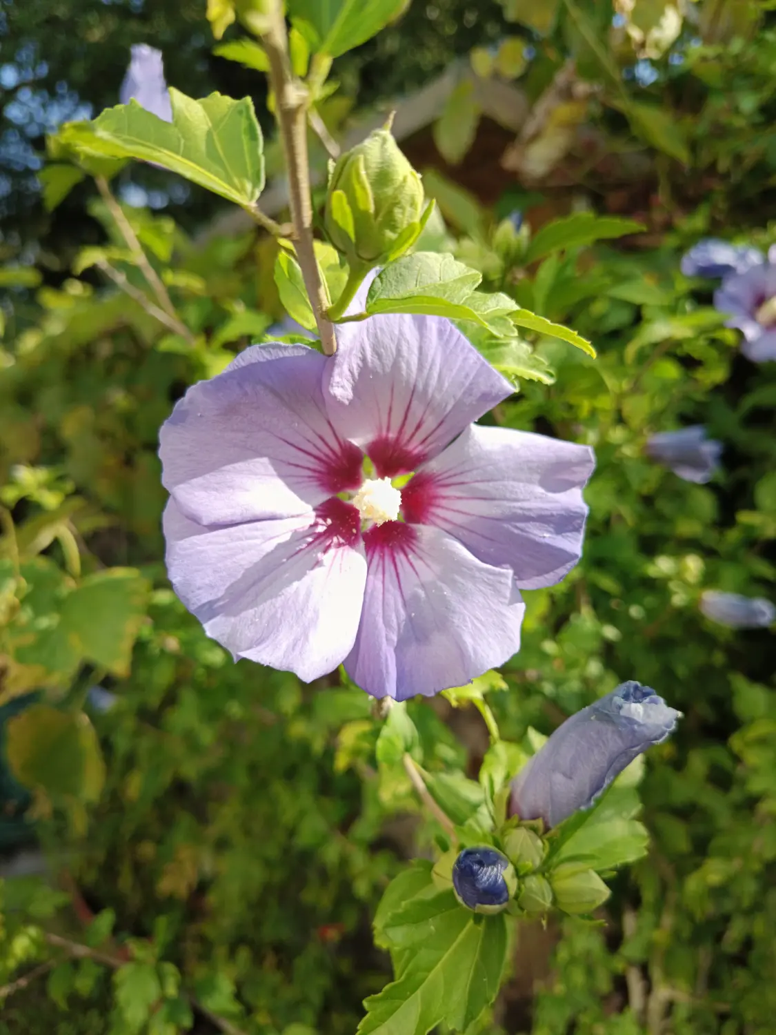 Gartenbereich von Martina International
